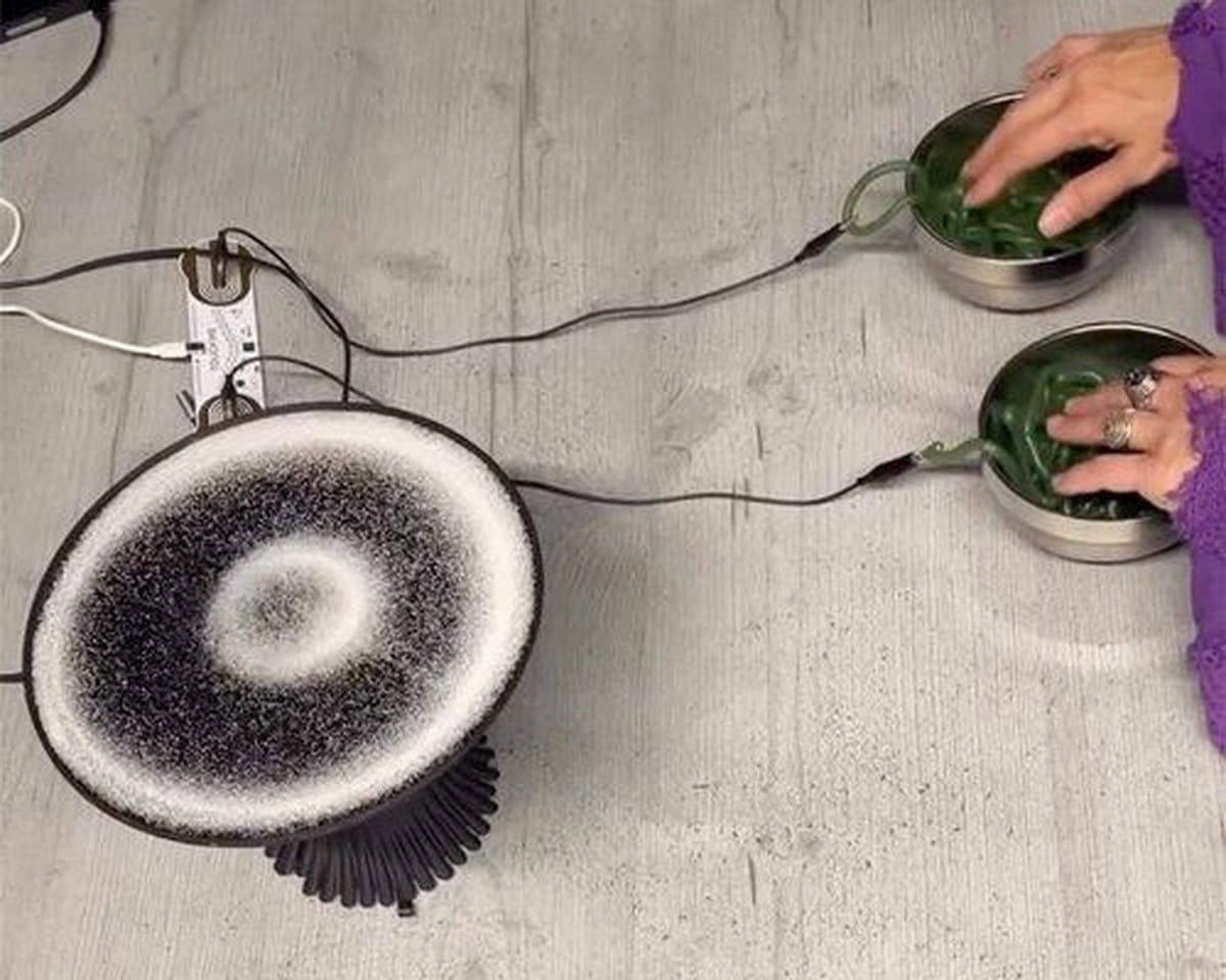 When the Fern Hums: Listening Beyond the Human